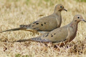 Dove-1