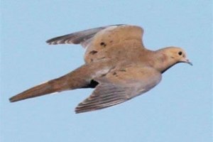 Dove-2