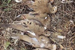 Dove-6
