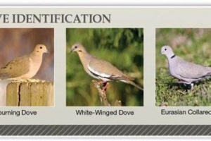 Dove-8