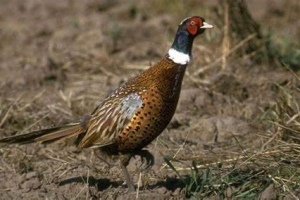 Pheasant-1