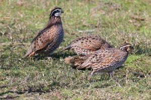 Quail-1