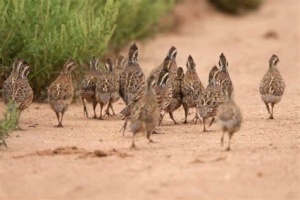 Quail-2