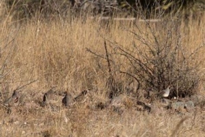 Quail-3