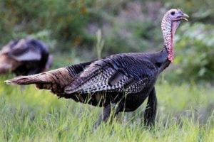 Turkey-1