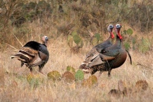 Turkey-2