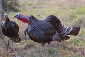 Turkey-3