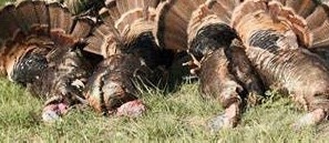 Turkey-4